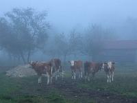 Kälbergruppe im Morgennebel